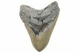 Serrated, Fossil Megalodon Tooth - North Carolina #270735-1